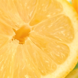 TechnicoFlor 레몬(프랑스향/디퓨저향/캔들향)