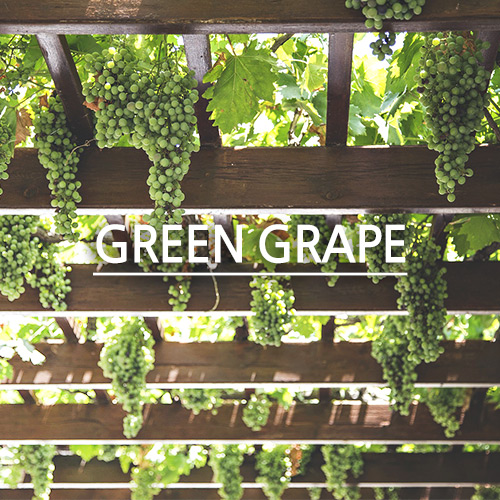 [국내향] 청포도 - Green Grape