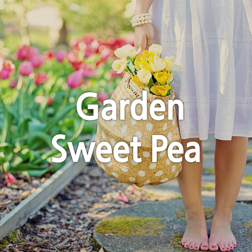 [국내향 ] 가든 스윗피 - Garden Sweet Pea
